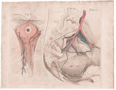 Views of the Nerves, &c. of the Inner and Lateral Part of the Pelvis...